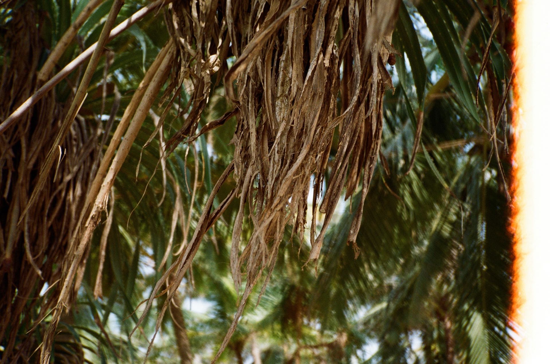 palmtree studio srilanka frank analog fotoromanza travel