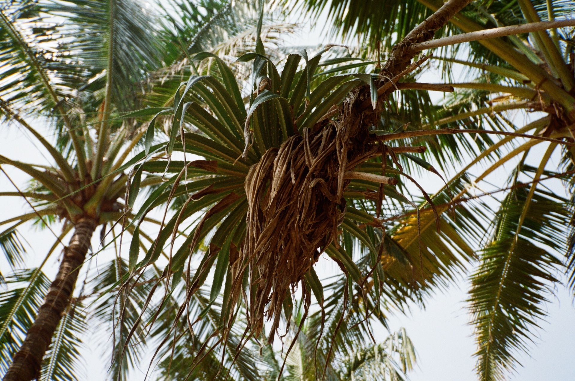 studio analog srilanka frank palmtree tavel fotoromanza