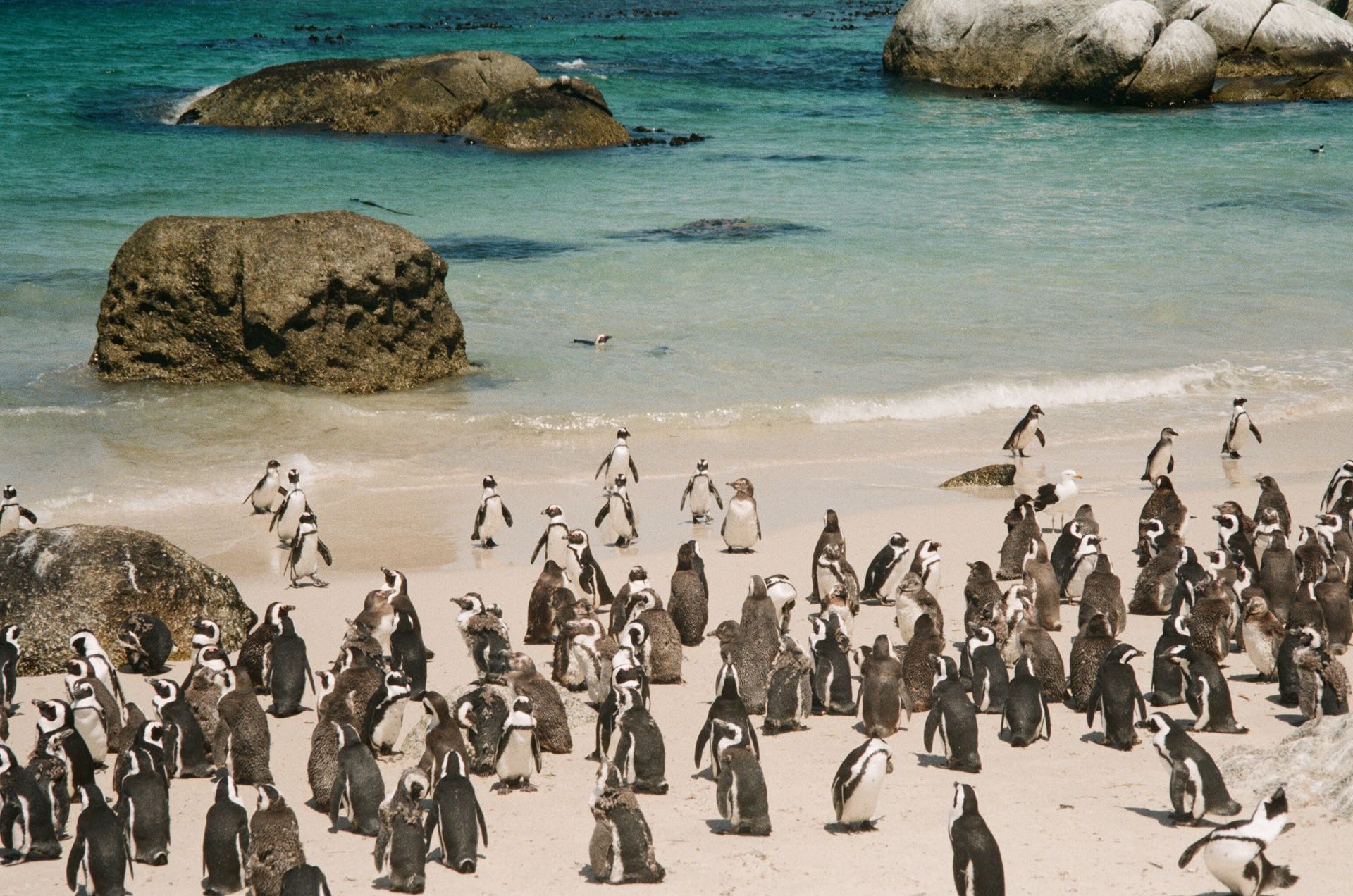 studio penguin fotoromanza analog southafrica frank capetown